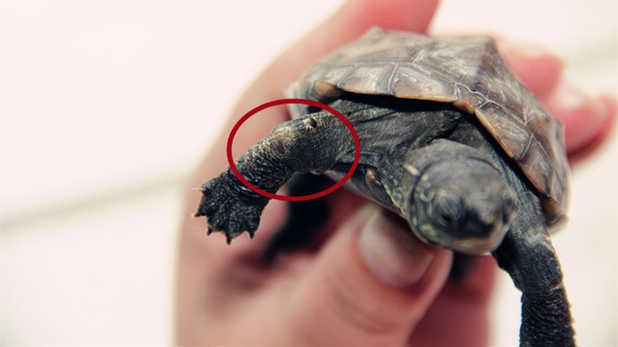 乌龟开春了眼睛睁不开怎么办,什么季节乌龟容易生病