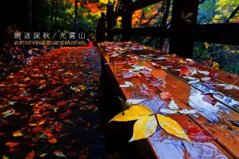 延安黄陵：醉美金秋仙遇黄陵