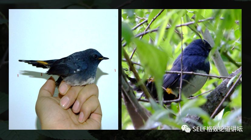 科学家如何观察植物,鸟类的研究方法