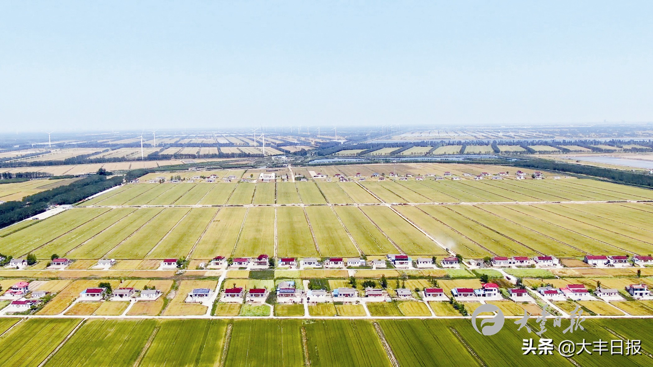 盐城射阳全面加速乡村振兴步伐,盐城聚焦乡村振兴