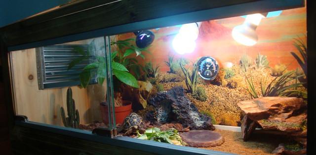 养殖龟分析,养殖陆龟犯不犯法