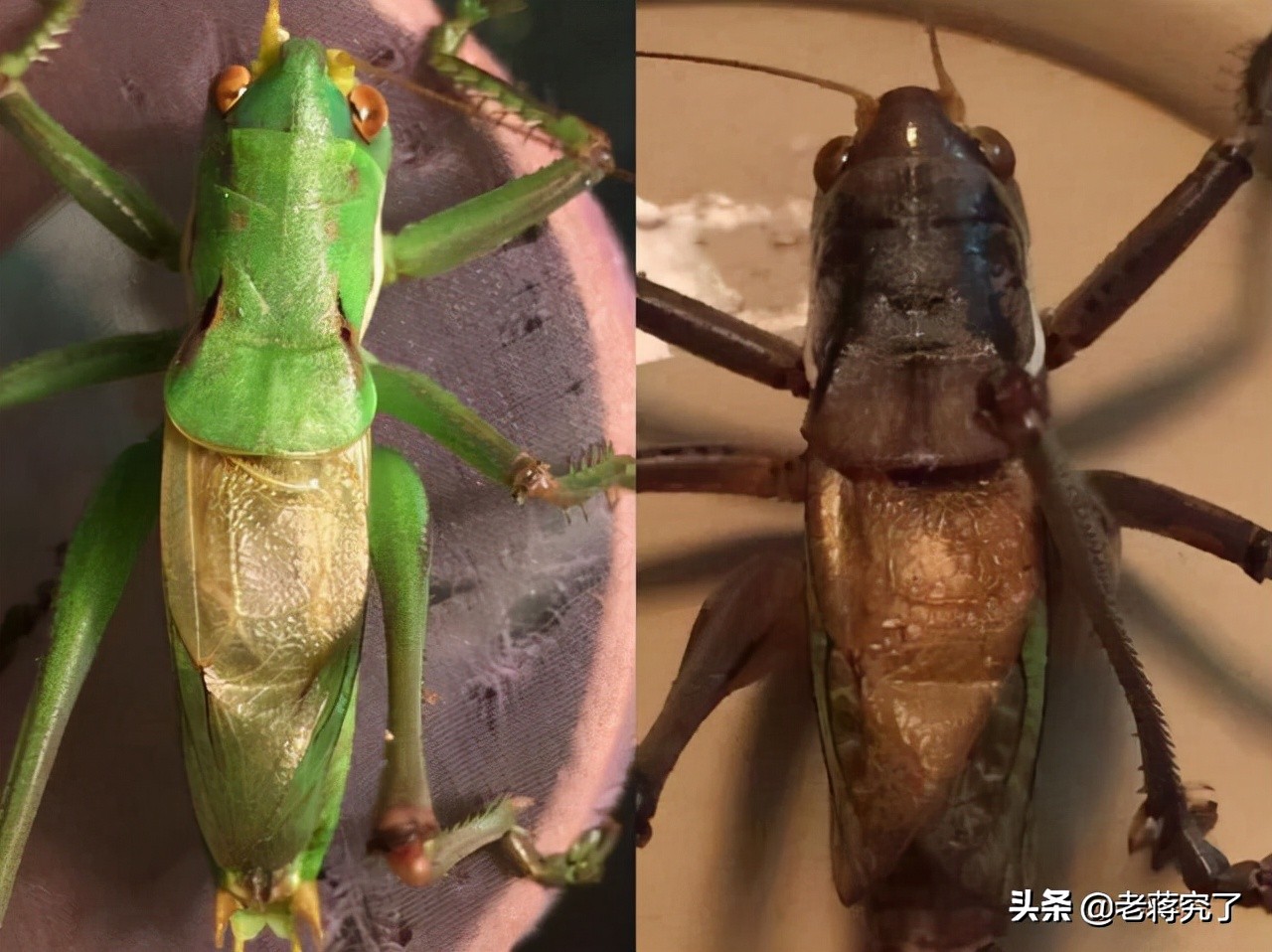 大量新鲜虫草上市,大批冬蝈蝈上市你会挑选吗