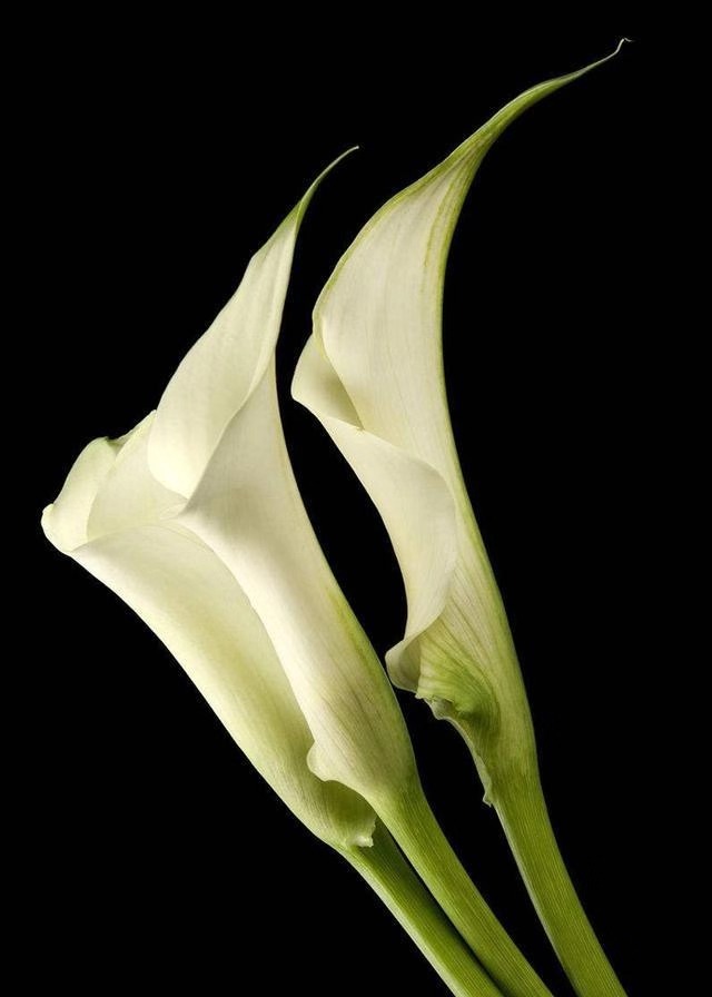 国产马蹄莲盆栽夏天怎么养护,马蹄莲花期施什么肥好养护它呢