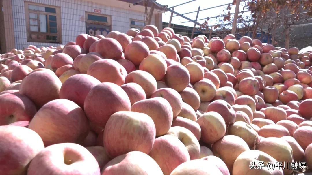 又香又脆又甜的苹果,好吃的苹果又脆又甜青苹果