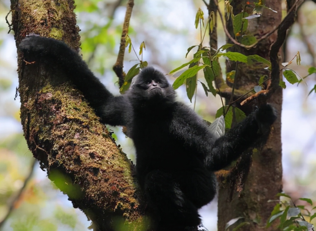 长臂猿真的会吃肉吗,巨猿捕食猴子