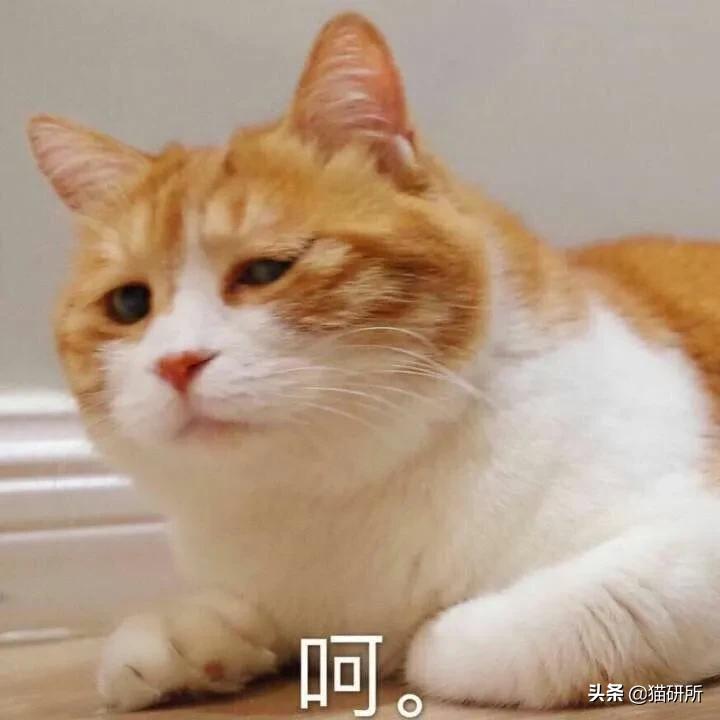 有关猫的谣言有哪些,关于猫的谣言