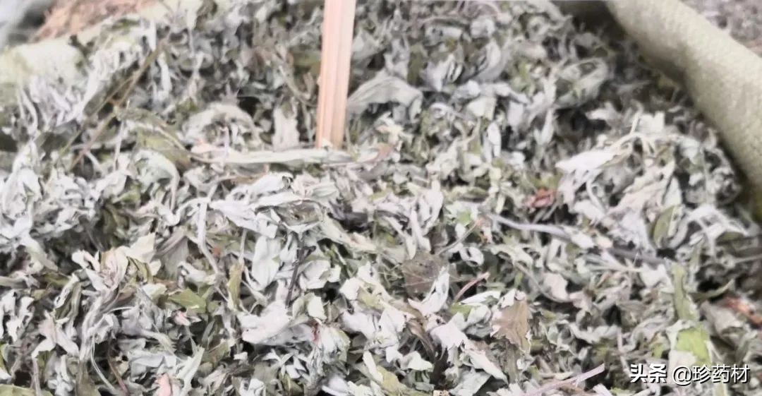 药材市场今日观察第五期,药材市场每日观察二十四期