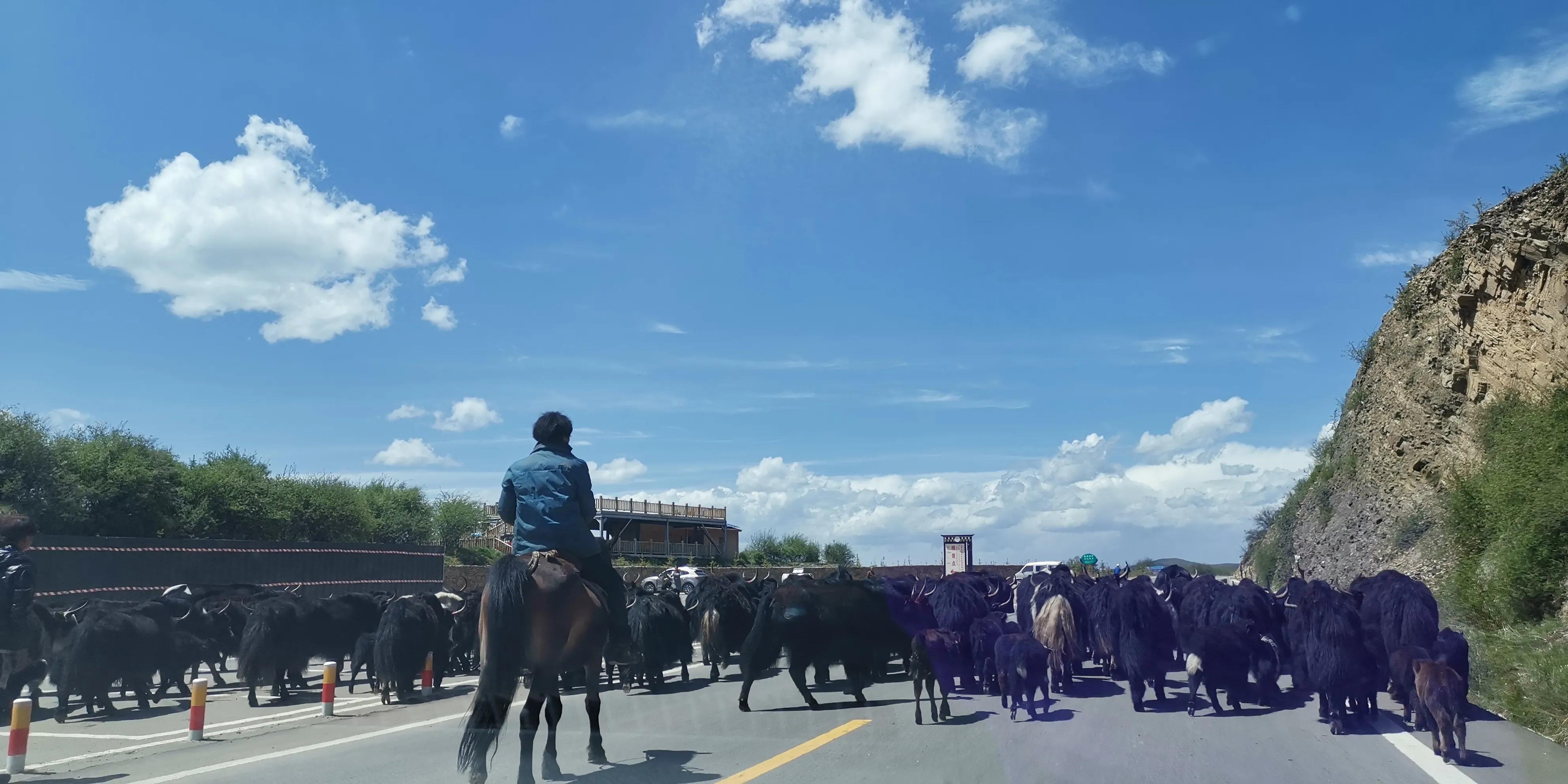 美不胜收的红原大草原,最美蓝天白云大草原