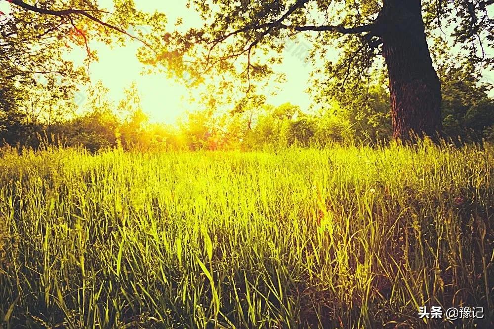 舞钢懒豆,舞钢懒豆怎么炒