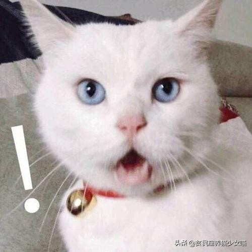 家中的猫咪很酷不理人，只要用对了方法，猫咪一叫就来