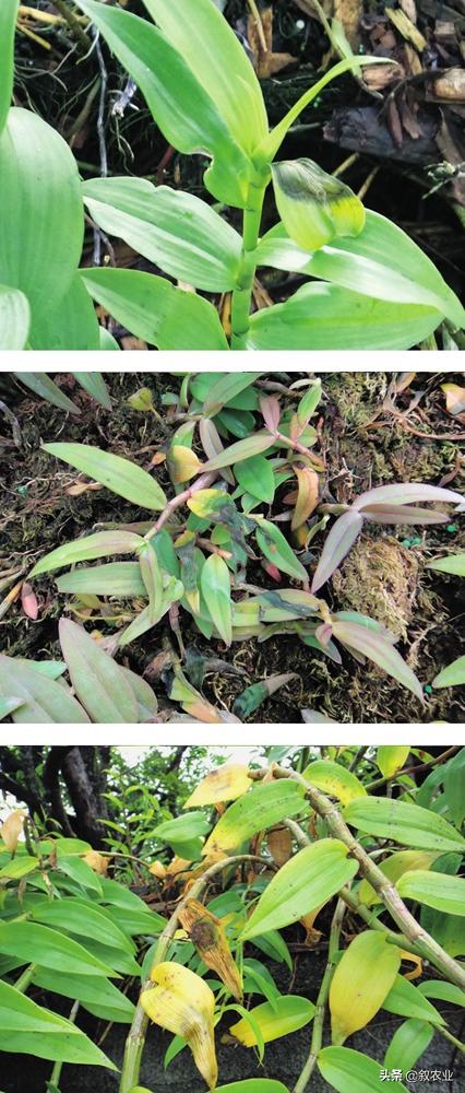 石斛根腐病是什么病害,兜唇石斛是啥意思