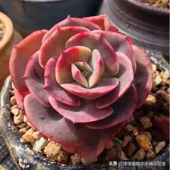 365种多肉图谱大全,365种鲜花图册大全