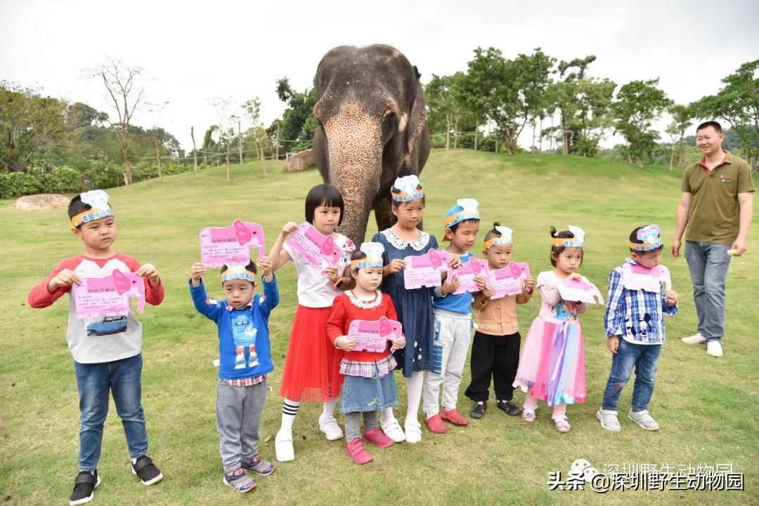 野象谷和大象互动视频,野象谷跟大象互动