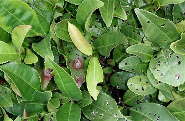 作物病害教你一分钟看懂炭疽病,农作物病虫害防治技术培训简讯