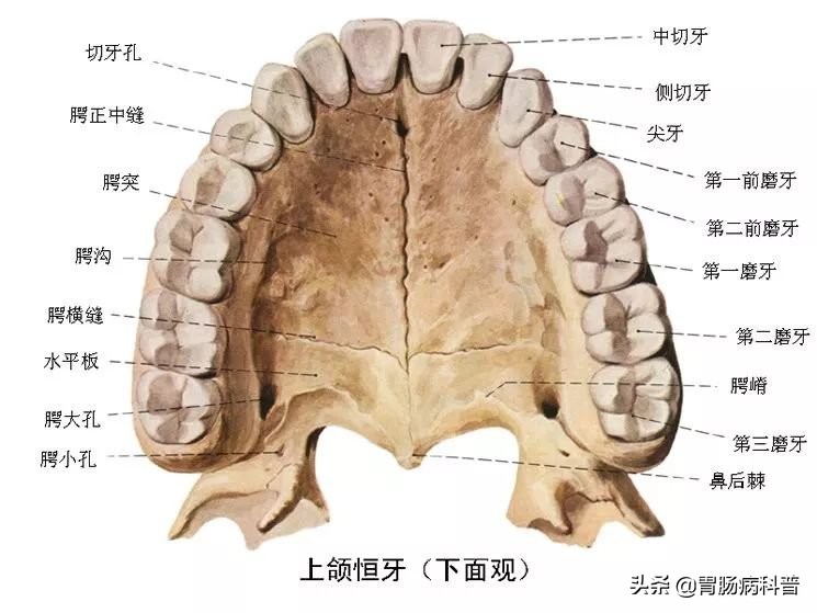 消化系统解剖图视频,消化系统解剖图手绘简单