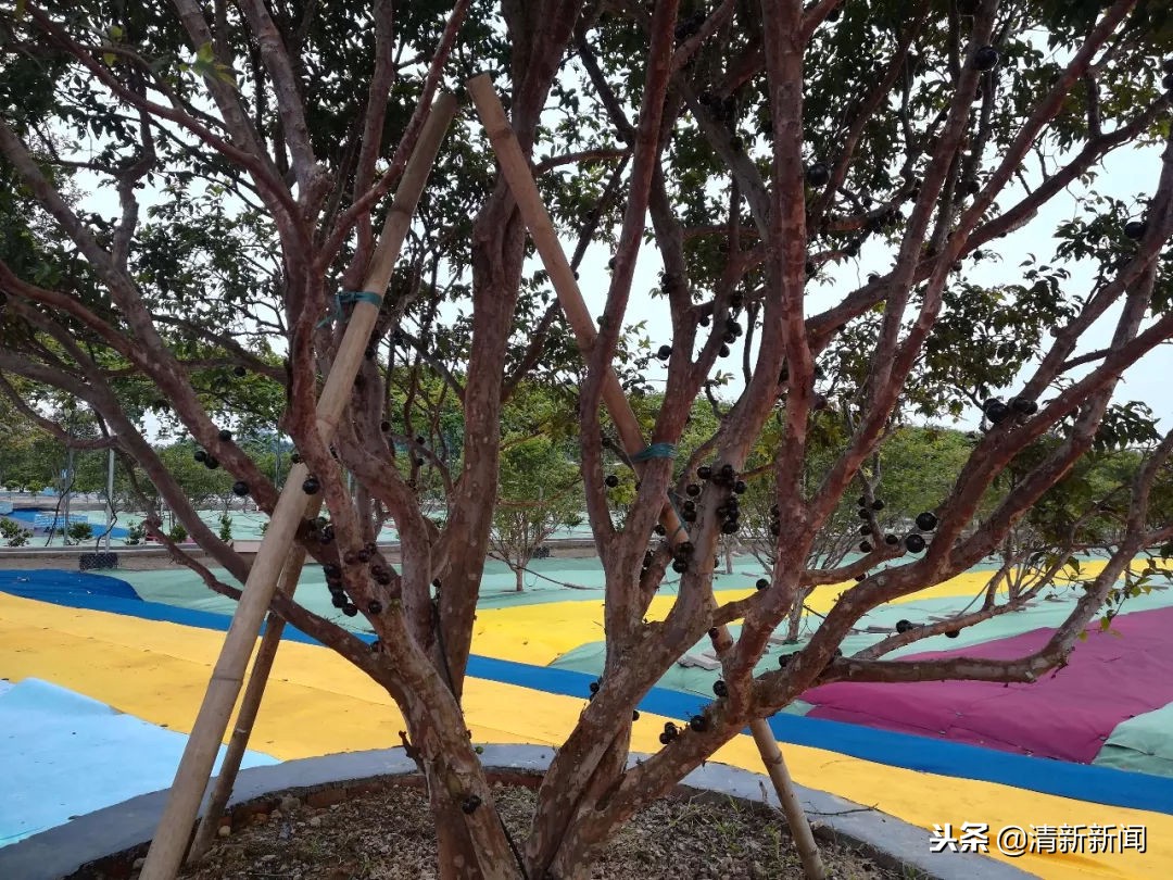 神奇！太平金门有种长在树干上的果子！