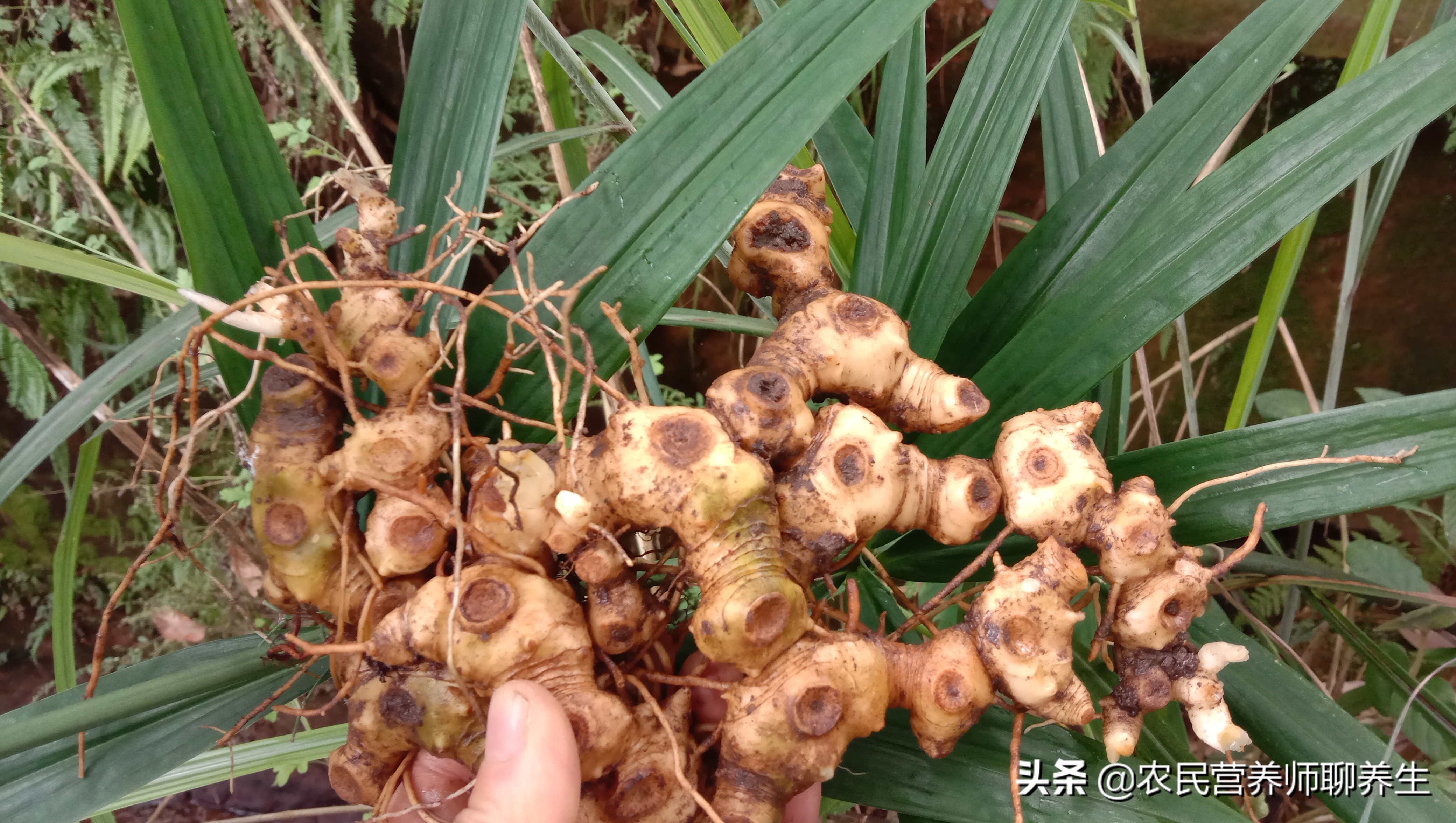 农民叫它“鸡头参”,加枸杞煮水,让爷爷童颜焕发,值得一看