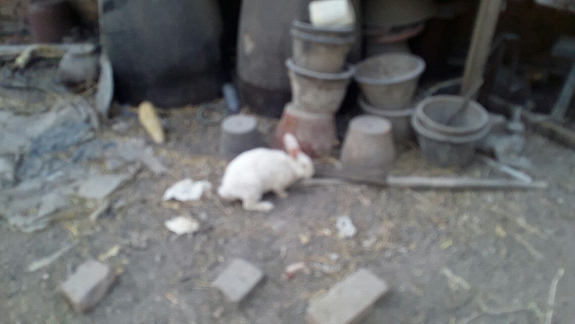 兔子假怀孕的表现,兔子假孕增长体重吗