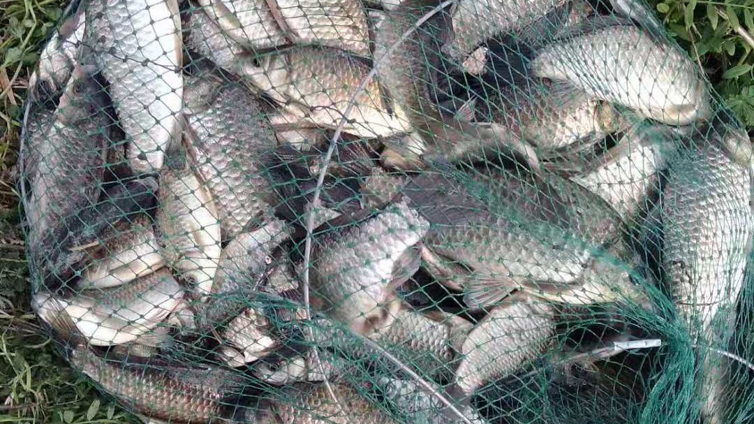 冷空气降温要几天鱼才会开口,冷空气后鱼要多久开口