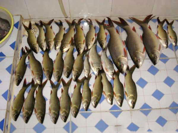 在两广地区，只要有此鱼存在的水域，钓鱼人断竿切线是常有的事