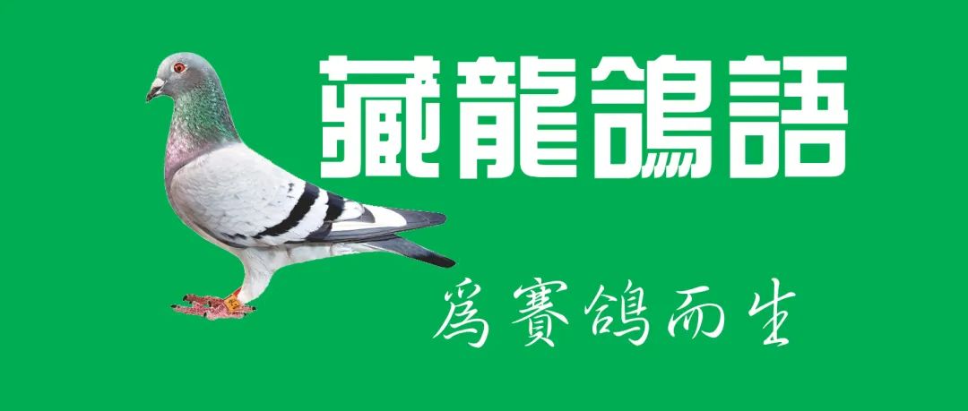 怎么防止幼鸽从鸽箱掉下来,幼鸽什么时候预防病