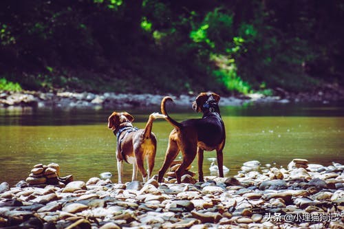 人会得抑郁症吗,狗狗会得抑郁症了怎么治疗