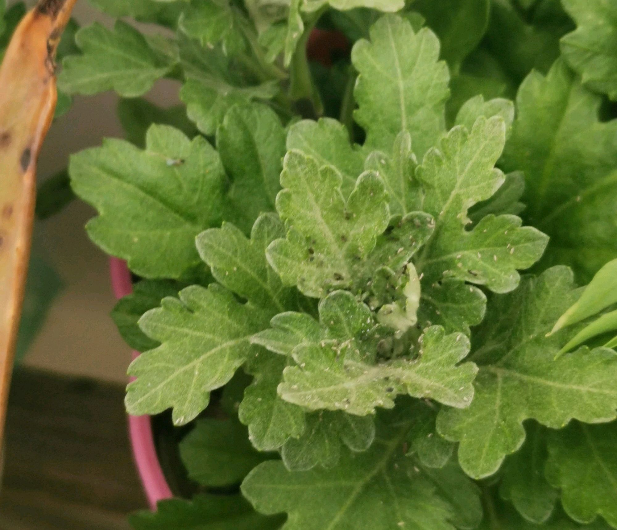 菊花叶片上很多虫怎么除,菊花开花后有虫子怎么办