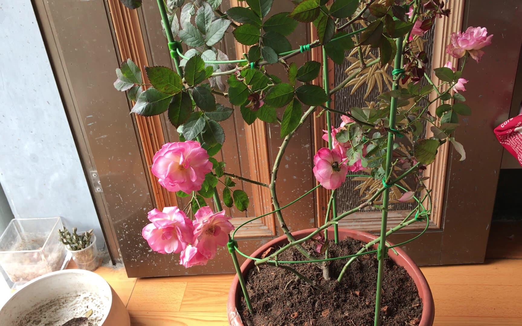 月季不长了怎么办,月季不长花苞如何修剪