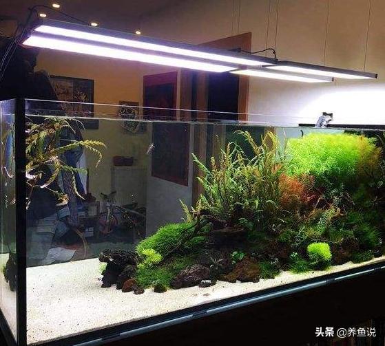 鱼缸加硝化细菌几天水能清,给鱼缸加盐对硝化细菌的影响