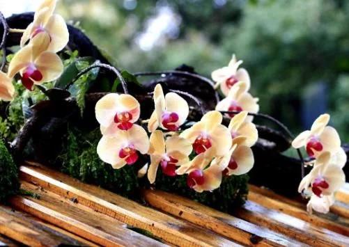 家中养什么花风水最好,家里养什么花风水最好最旺