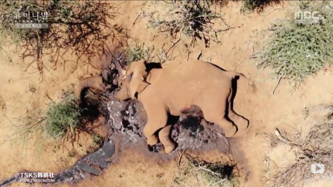 韩国寄生虫最新消息,寄生虫韩国结局