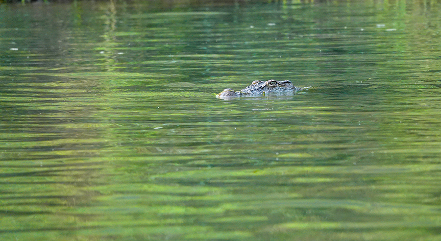 尼泊尔十堰,尼泊尔为什么这么穷