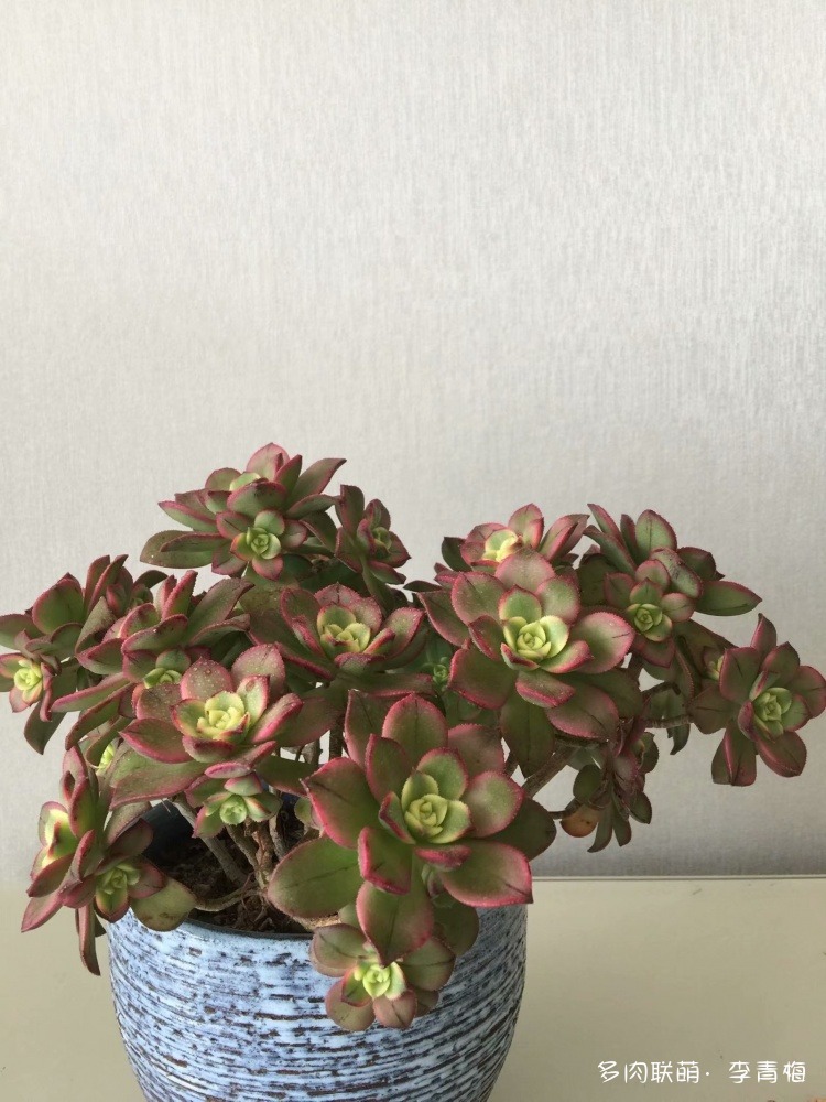 瞧,那个钟情艳日辉的人