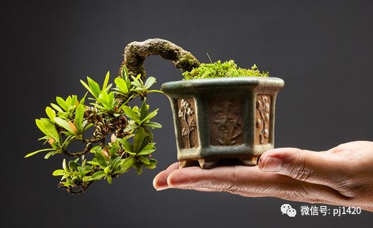 盆景四大类,盆景四绝