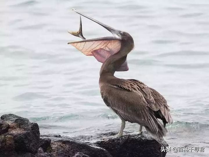 鹈鹕吞猎物到肚子里是怎么样的,鹈鹕的嘴真的是大口袋吗