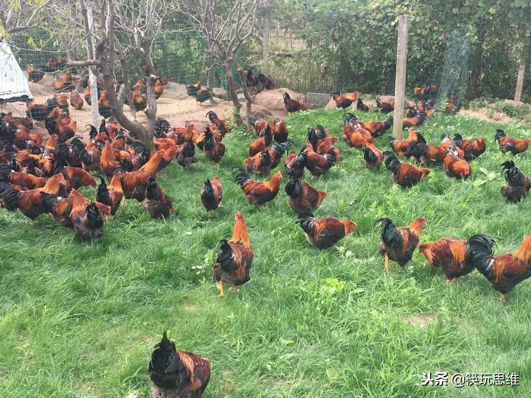 捞王锅物料理营业时间,捞王锅物料理大上新