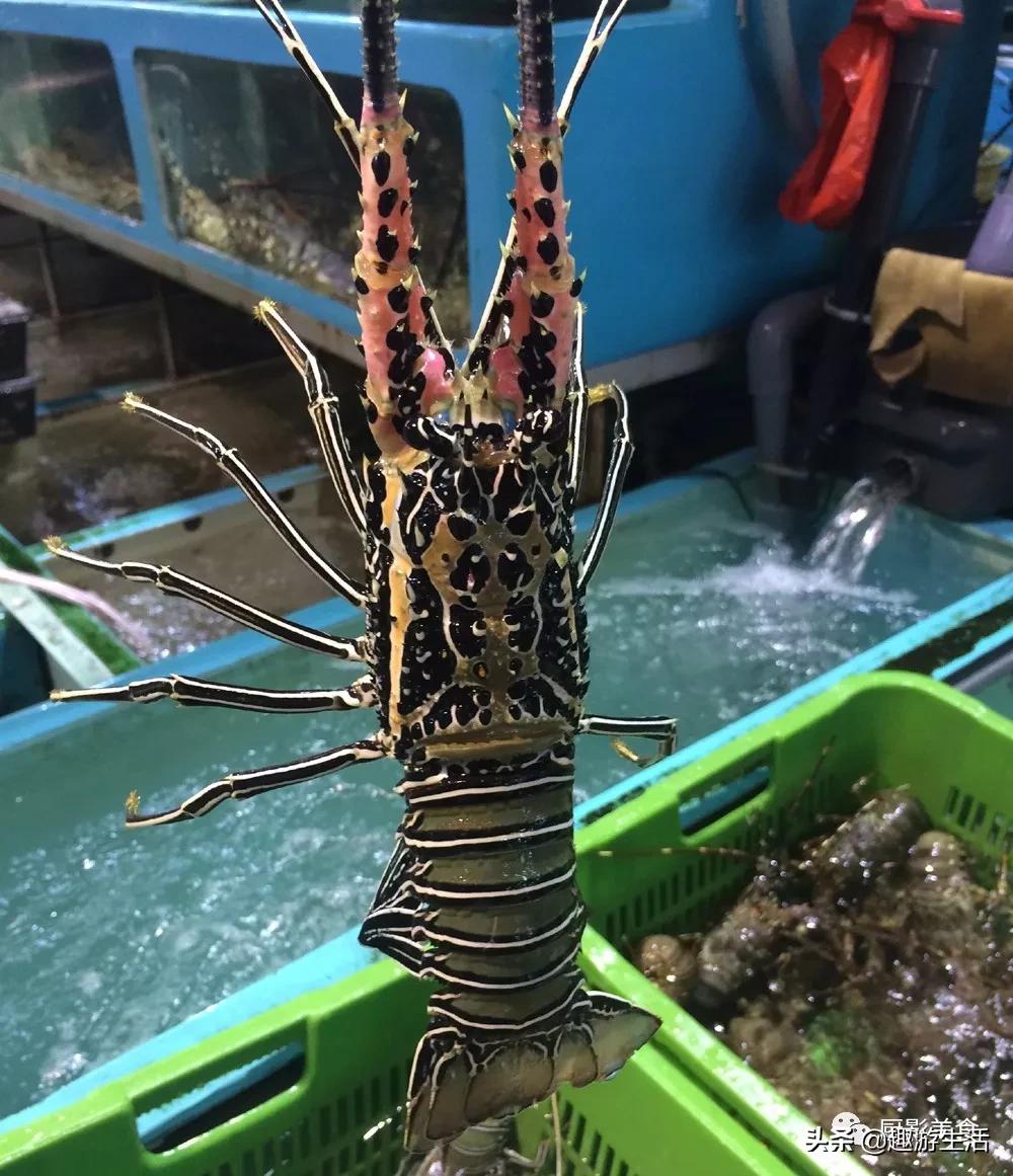 世界上的各种龙虾,世界上最大龙虾