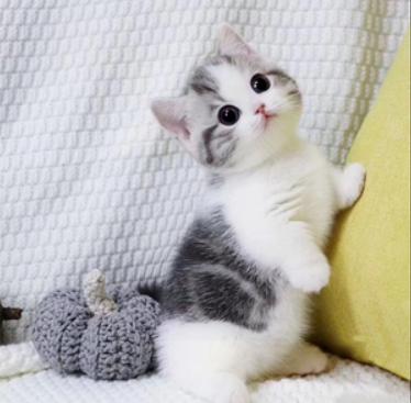 哪种猫咪均价昂贵,未来什么猫咪最畅销