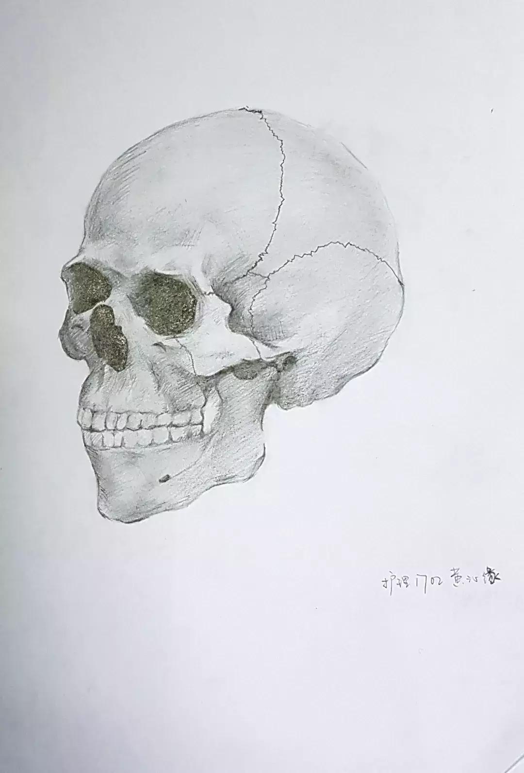 兰大医学生手绘解剖图,南方医科大学学生手绘解剖图