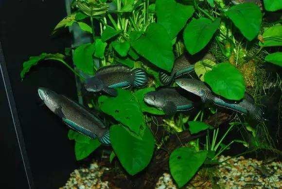 开缸添加硝化细菌需要注意什么,鱼缸添加硝化细菌后亚硝酸盐升高