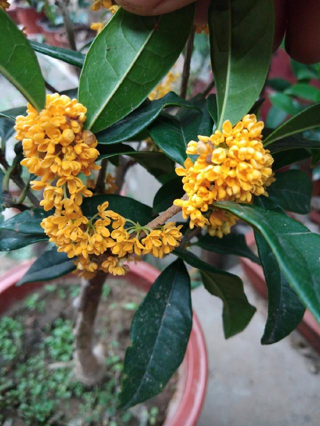 桂花哪个品种好价值高,桂花的品种哪一个最香