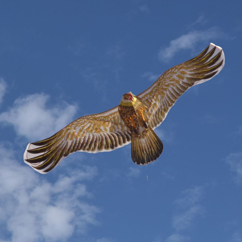 农村防鸟有妙招,果园拉线防鸟可以吗