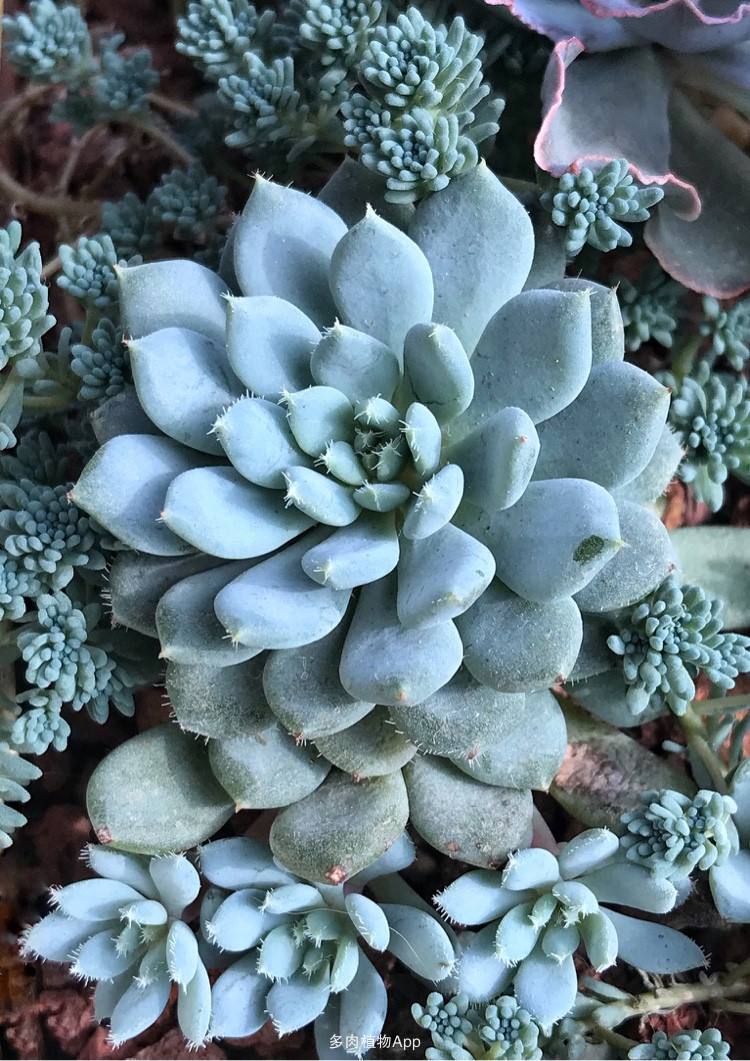 1000种多肉植物图鉴大全大图,景天科1000种多肉植物图鉴