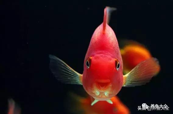 鱼病毒性败血症,鱼细菌性败血症怎么治