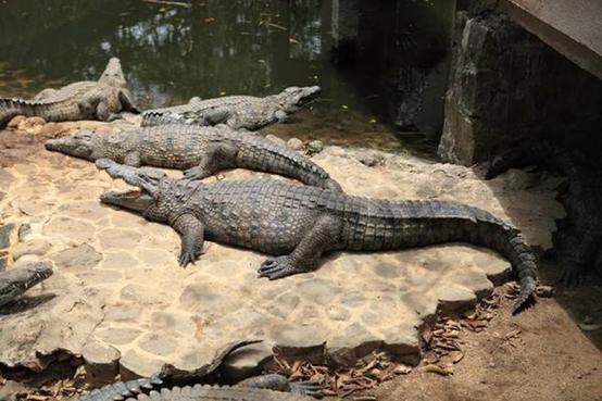 毛里求斯七日游攻略,毛里求斯的玩法