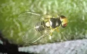 蔬菜害虫防治大全,蔬菜害虫最佳防治方法