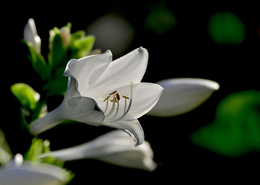 古诗暗香,诗《暗香》
