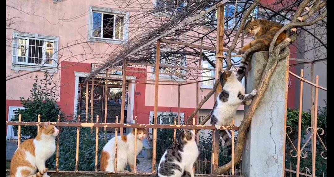 一群公猫围攻一只女猫,一群猫围殴一只猫