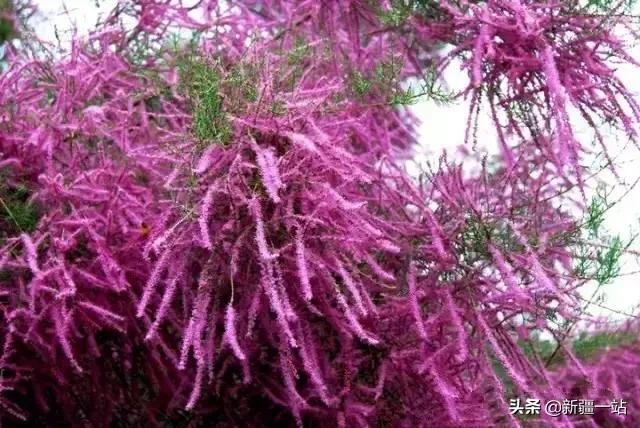 新疆的特殊植物,新疆戈壁上常见的植物