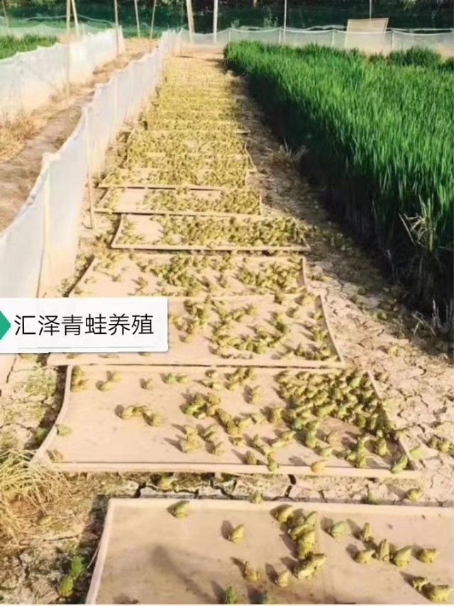 利润高周期短的养殖项目,山东青蛙养殖加盟